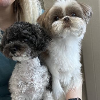 Austin Pet Stylist - Pet Groomers Near Me - Austin, Texas