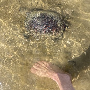 Egg Harbor Township Nature Reserve - Turtle close to shore - Parks Near Me - Egg Harbor Township, New Jersey Egg Harbor Township Nature Reserve - Turtle close to shore - Parks Near Me - Egg Harbor Township, New Jersey