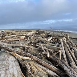 Damon Point