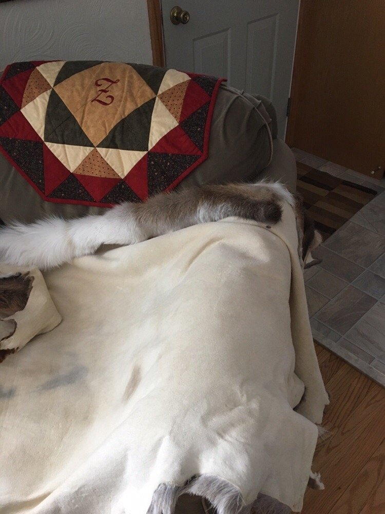 Sivko Furs - taxidermy in Canisteo, NY