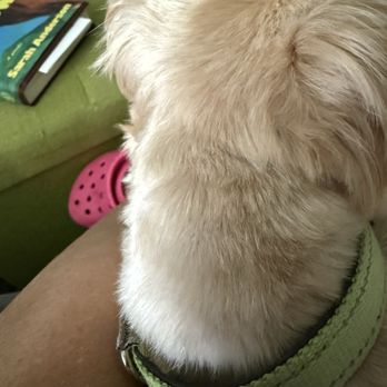 PetSmart - Neck? Nah. - Pet Groomers Near Me - Liverpool, New York PetSmart - Neck? Nah. - Pet Groomers Near Me - Liverpool, New York