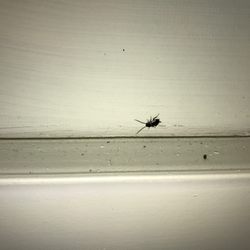 Management Services Corporation - Small cockroaches that would crawl on the walls.