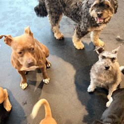 BarkPark - South Philadelphia - My pups always have a great time!