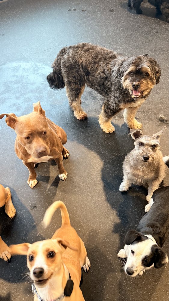 BarkPark - South Philadelphia - pet boarding facility in Philadelphia, PA