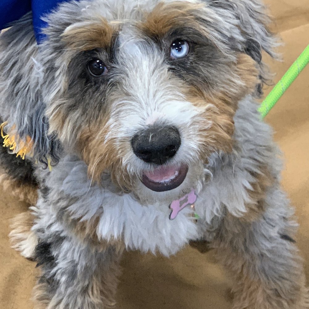 Positive Pets Dog Training - Graduation from group puppy class. - Pet Training Near Me - Meridian, Idaho Positive Pets Dog Training - Graduation from group puppy class. - Pet Training Near Me - Meridian, Idaho