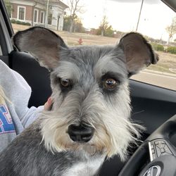 K-9 Pro Cuts