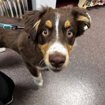 Cherry Knolls Veterinary Clinic - Veterinarians Near Me - Centennial, Colorado