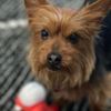 Forest Creek Animal Hospital gift card