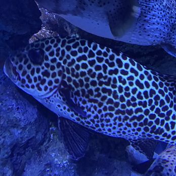 Aquarium At The Boardwalk - Aquariums Near Me - Branson, Missouri