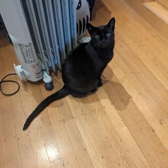 Fluffybutts Belltown - Rocky is so handsome and loves his heater. - Dog Walkers Near Me