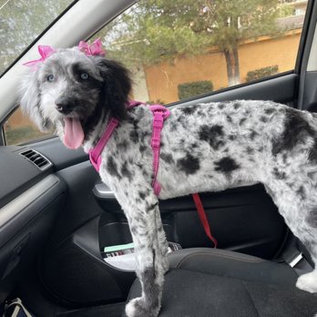 Tender Touch Professional Pet Grooming - Pet Groomers Near Me - Moreno Valley, California Tender Touch Professional Pet Grooming - Pet Groomers Near Me - Moreno Valley, California