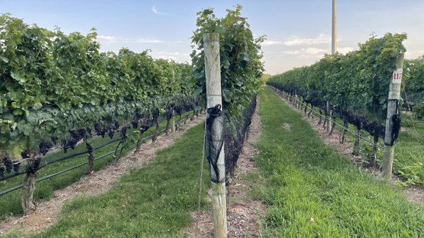 McCall Wines by null