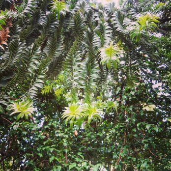 Jardim Botânico Tropical - Botanical Gardens Near Me - Lisbon, 11