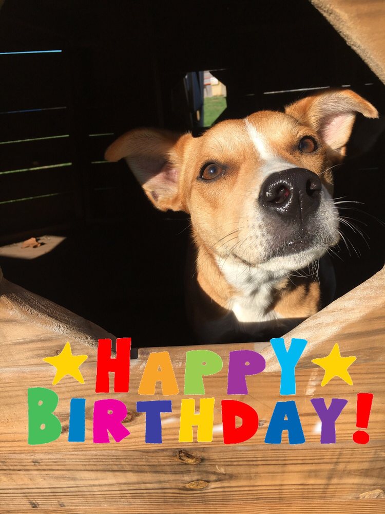 DOGVILLE DAYCARE & BOARDING 29 Photos & 21 Reviews Pet Sitting