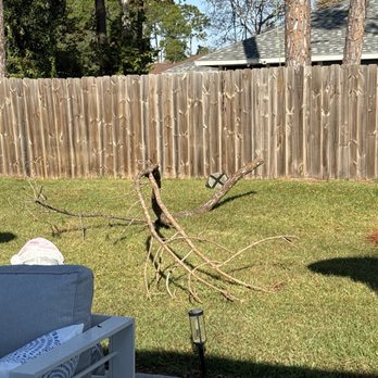 Arborist Action Professional Tree Service - Dead limb that was overdue to come down. - Tree Services Near Me - New Smyrna Beach, Florida Arborist Action Professional Tree Service - Dead limb that was overdue to come down. - Tree Services Near Me - New Smyrna Beach, Florida