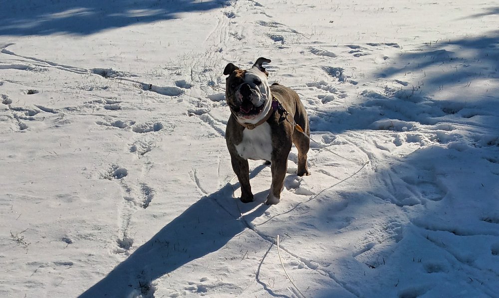Barking Good Services - pet boarding facility in Manchester, NH