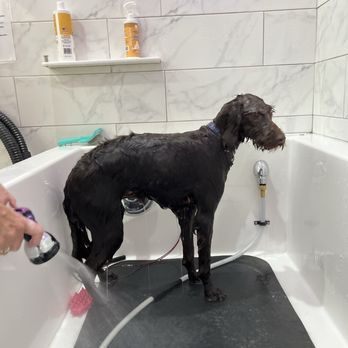 Slobberbones Pet Bakery & Bath - Millie getting her bath - Pet Stores Near Me - Chattanooga, Tennessee Slobberbones Pet Bakery & Bath - Millie getting her bath - Pet Stores Near Me - Chattanooga, Tennessee