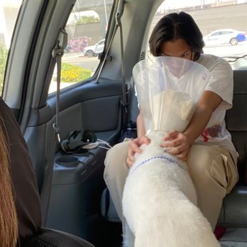 The DogMaster - Picked him up from pound after neuter and ready to go home. - Pet Training Near Me - Walnut, California