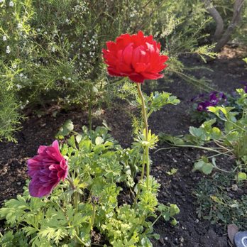 The Getty Center - Flowers in bloom - Art Museums Near Me - Los Angeles, California