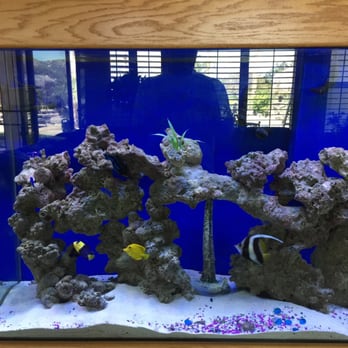 Deep Sea Creations - Love - Aquarium Services Near Me - Temecula, California Deep Sea Creations - Love - Aquarium Services Near Me - Temecula, California
