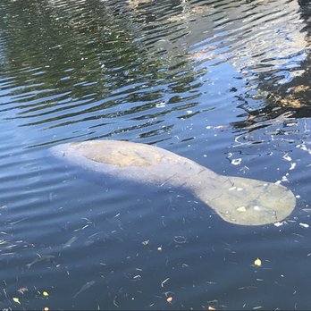 Buzzard's Roost Grill & Pub - Manatee - Seafood Near Me - Key Largo, Florida