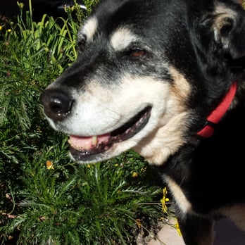 Doggone Happy - Loves to feel the sunshine on her face - Dog Walkers Near Me Doggone Happy - Loves to feel the sunshine on her face - Dog Walkers Near Me
