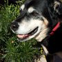 Photo of Doggone Happy