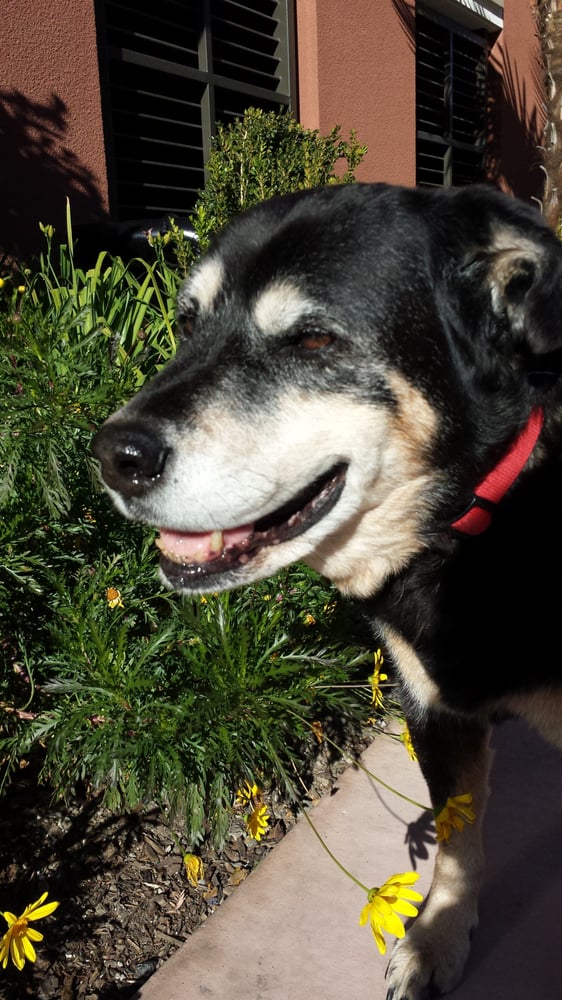 Doggone Happy - pet boarding facility in San Jose, CA