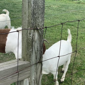 Lincoln Ridge Farm - Goats - Pick Your Own Farms Near Me - Convoy, Ohio Lincoln Ridge Farm - Goats - Pick Your Own Farms Near Me - Convoy, Ohio