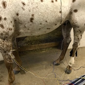 Los Caballos Equine Practice - Electro-Acupuncture - Veterinarians Near Me - Galt, California Los Caballos Equine Practice - Electro-Acupuncture - Veterinarians Near Me - Galt, California