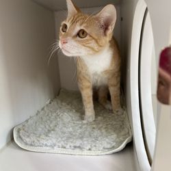 PS9 Pet Supplies - Cutie ginger girl