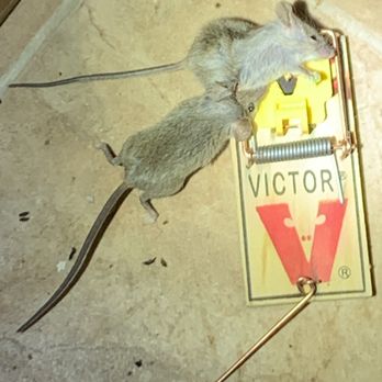 Stafford Unlimited - Two mice captured on a single trap during rodent control service -- proper trap placement is key to eliminating infestations. - Pest Control Near Me Stafford Unlimited - Two mice captured on a single trap during rodent control service -- proper trap placement is key to eliminating infestations. - Pest Control Near Me
