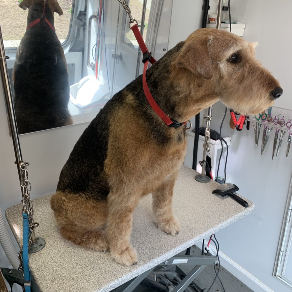 GROOM, DOG. GROOM! MOBILE PET SPA Updated August 2024 20 Photos