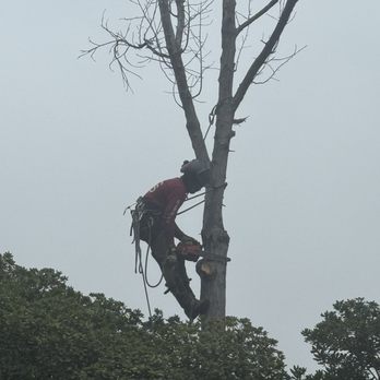 Everest Tree Service - Tree service - Tree Services Near Me