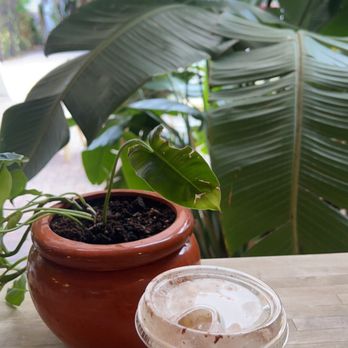Squeeze Juice Works - Juice Bars & Smoothies Near Me - St Petersburg, Florida Squeeze Juice Works - Juice Bars & Smoothies Near Me - St Petersburg, Florida