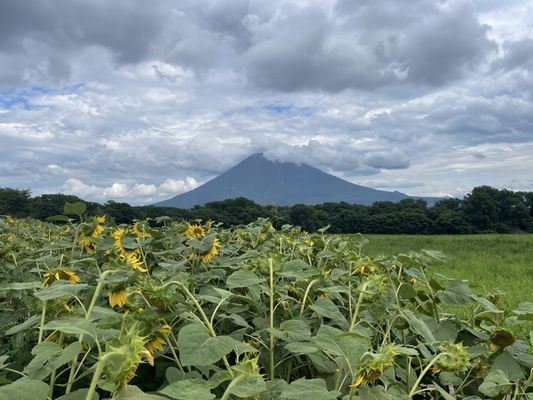 Niseko Takahashi Dairy Farm MILK KOBO by null