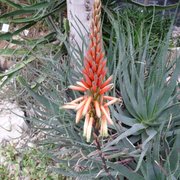 Foto zu Tropengewächshäuser des Botanischen Gartens - Hamburg, Deutschland