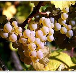 Weingut Reuscher-Haart