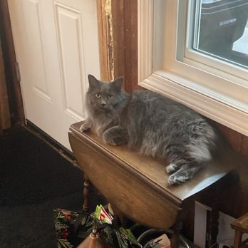 Affiliated Veterinary Emergency Service - My kitty on one of her window perches - Emergency Pet Hospital Near Me - Allen Park, Michigan Affiliated Veterinary Emergency Service - My kitty on one of her window perches - Emergency Pet Hospital Near Me - Allen Park, Michigan