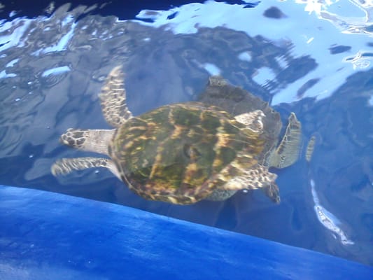 Aquarium of Veracruz by null