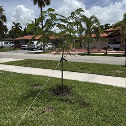 Royal Poinciana Royal Poinciana
