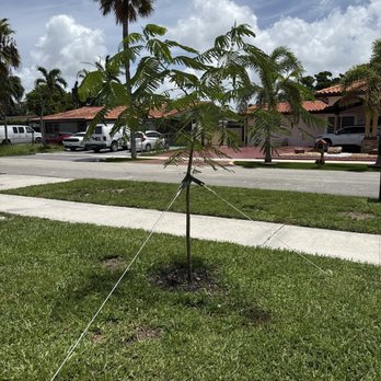 Smarty Plants Nursery - Royal Poinciana - Nurseries & Gardening Near Me - Miami, Florida Smarty Plants Nursery - Royal Poinciana - Nurseries & Gardening Near Me - Miami, Florida