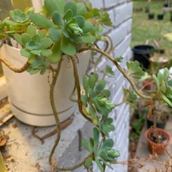 Old School Produce - Succulent