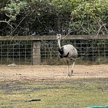 Sequoia Park Zoo - Like an emu but a diff name I can't remember - Zoos Near Me - Eureka, California