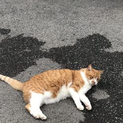 Pot Belly Restaurant - Mustard the cat always greets us.
