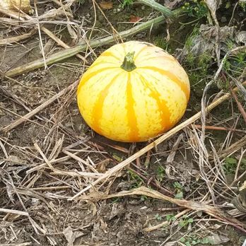 Bob's Corn & Pumpkin Farm - Baby pumpkin - Pumpkin Patches Near Me - Snohomish, Washington