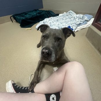 SPCA OF WAKE COUNTY - Updated February 2026 - 60 Photos & 51 Reviews