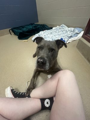 SPCA of Wake County by null