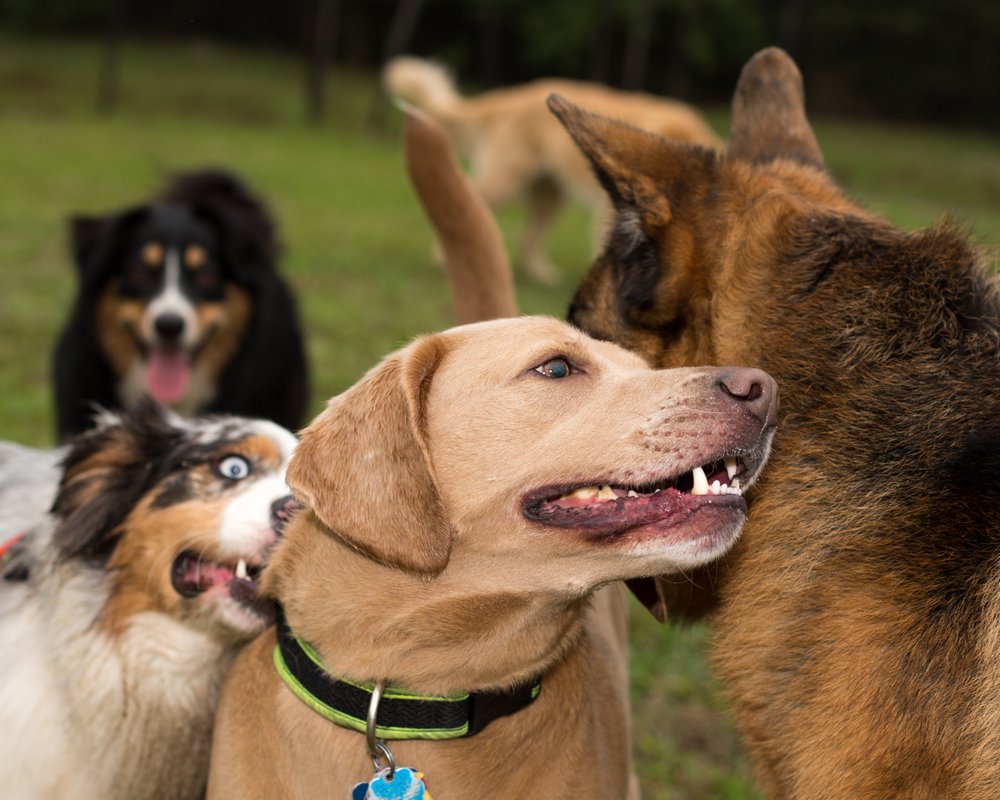 DOG KIDZ COUNTRY DAYCARE & BOARDING Updated August 2024 16 Photos