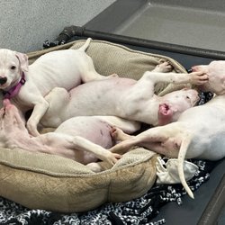 Placer SPCA - Cuties - weren't yet available but might be now